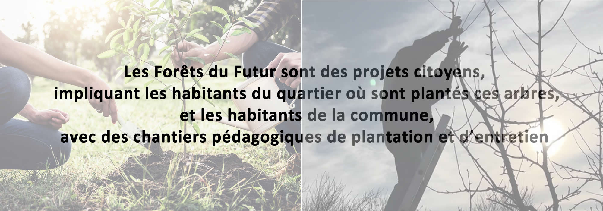 Votez pour la petite forêt du futur